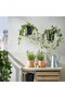 PÄRLRÖNN Hanging planter, in/outdoor/black, 15 cm - 3
