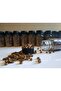 Medium Brown Color Silicone Hair Care Beads - 500 Pieces - 2
