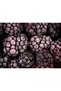 Freeze Dried Fruit 10 Pack Blackberries - 6