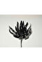 Dahlia antracit - 2