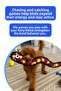 Plush Snake Dog Toy |   Vikvik Voice-Activated Dog Playmate - 7