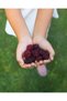 Introduction Package Freeze-Dried Fruit Slices - 9