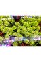 Limnophila sessiliflora - 2