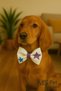 Adjustable Cat Dog Bow Tie - 2