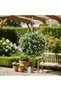 Aptenia & Dandelion Hanging Ball | UV-Protected Faux Floral Topiary for Indoor & Outdoor - 31 cm