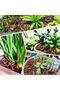 CJGQ 9 qt Organic Orchid Potting Bark - Natural Mulch for Potted Plants, Root Development of Orchid - 6