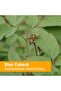 Certified Organic Blue Cohosh Liquid Extract - 1 Ounce - 2