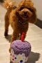 Dog Party Box Set of 3 |   Party Hat, Plush Cake, Plush Gift Box - 6