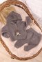 Brown Teddy Bear Hooded Sweater Baby Boy 2-Piece Set (3-12 Months)