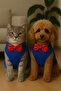 Cat Dog Bow Tie Undershirt - 3