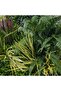 Wall Art Gezelligheid - 50 cm Green Artificial Plant Decor, Durable Polyethylene, 1 Year Warranty - 2