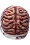Brain Red color Shaped Hat - Brain Beanie tie red Hats, Realistic Costume Accessory Photo Props - 8
