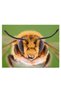 Tablou cap albina macro, cod 1905 - 2