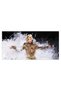 Lady Gaga cantareata, cod 2373 - 2