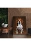 Tablou caine rasa Beagle, cod 4157 - 5