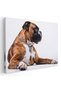 Tablou caine Boxer German, cod 4177