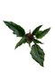 Philodendron 'Caramel' - 2
