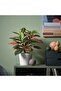 FEJKA Artificial potted plant, in/outdoor Croton, 12 cm - 2