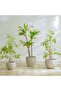 90 CM Artificial Bamboo Plant in Green - Realistic Polypropylene Indoor/Outdoor Decor with Pot - 4