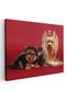 Tablou caini Yorkshire Terrier, cod 4185