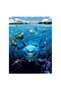 In cautarea lui Nemo desene animate, cod 4829 - 2