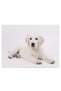 Tablou caine Labrador, cod 4264 - 2