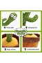 Dancing Cactus Toy - 3