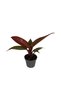 Philodendron 'Red Sun'