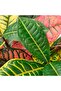 FEJKA Artificial potted plant, in/outdoor Croton, 12 cm - 4