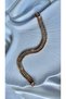 Xuping Rose Gold Color Sequential Dorica Model Tarnish-Free Women's Bracelet
