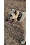 10 Bell Kangal Dog Collar Genuine Buffalo Leather 1St Grade Classroom