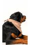 Köpek Fular - Krem - 4