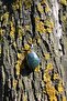 Indian Agate Natural Stone Necklace with Moss Agate - 2