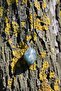Indian Agate Natural Stone Necklace with Moss Agate