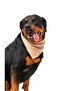 Köpek Fular - Krem - 3
