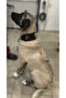 Puppy Kangal Dog Collar 60 cm Genuine Leather