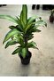 dracaena deremensis - 3