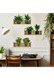 Plant Design Adhesive Sticker with Shelf 20*30 cm Set of 3 (5372) Tygoo-Rsgo4569 - 3