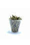 125g olive leaves - 2