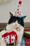 Cat Party Box Set of 3 |   Party Hat, Plush Cake, Plush Gift Box - 4