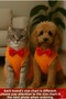 Cat Dog Bow Tie Undershirt