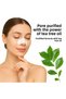 Pore ​​Strip Blackhead Plaster (6 X 6) (Tea Tree) |   Anti Blackhead - 6