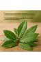 زيت ورق الغار العطري 10 مل - 2