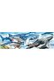 Big Book of Big Sea Creatures - 4