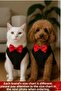 Cat Dog Bow Tie Undershirt - 3