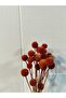 Light Brown Craspedia (Billy Button) Natural Dried Flower Bunch Long Lasting, Decorative Home and Table Ornament - 5
