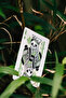 Panda Playing Cards - 4