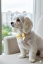 Yellow Color Ribbon Pearl Dog Collar - 2