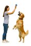 Durable Dog Play Ball – Fun Dog Toy for Pets - 2