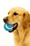 Durable Dog Play Ball – Fun Dog Toy for Pets